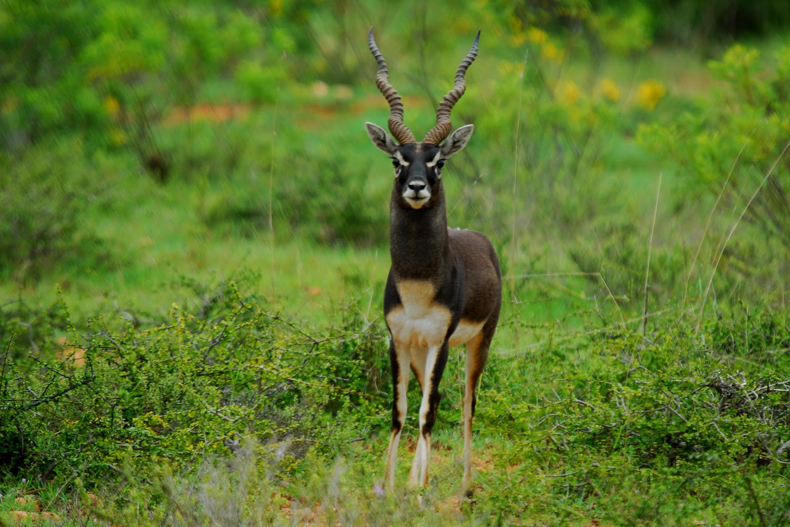 viswanath-s-jayamangali-maidenahalli-blackbuck-sanctuary