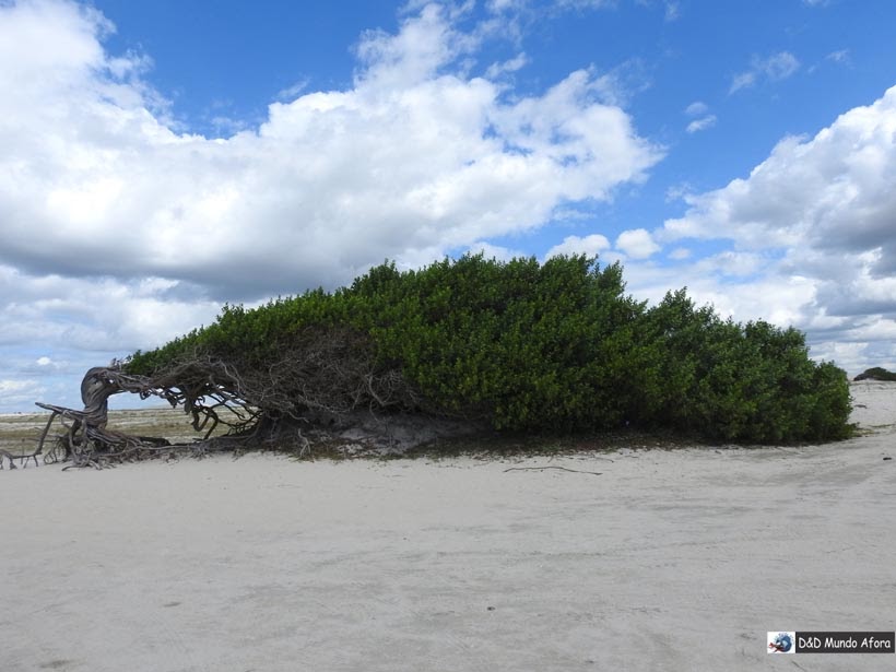 Diário de Bordo - Árvore da Preguiça - Jericoacoara - Ceará Diário de Bordo - Árvore da Preguiça - Jericoacoara - Ceará
