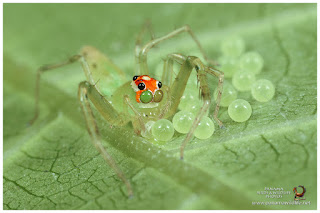 Jumping Spider (Lyssomanes)