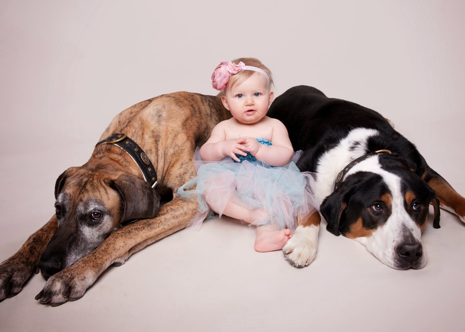 Bowmanville Veterinary Clinic Understanding your dog’s point of view