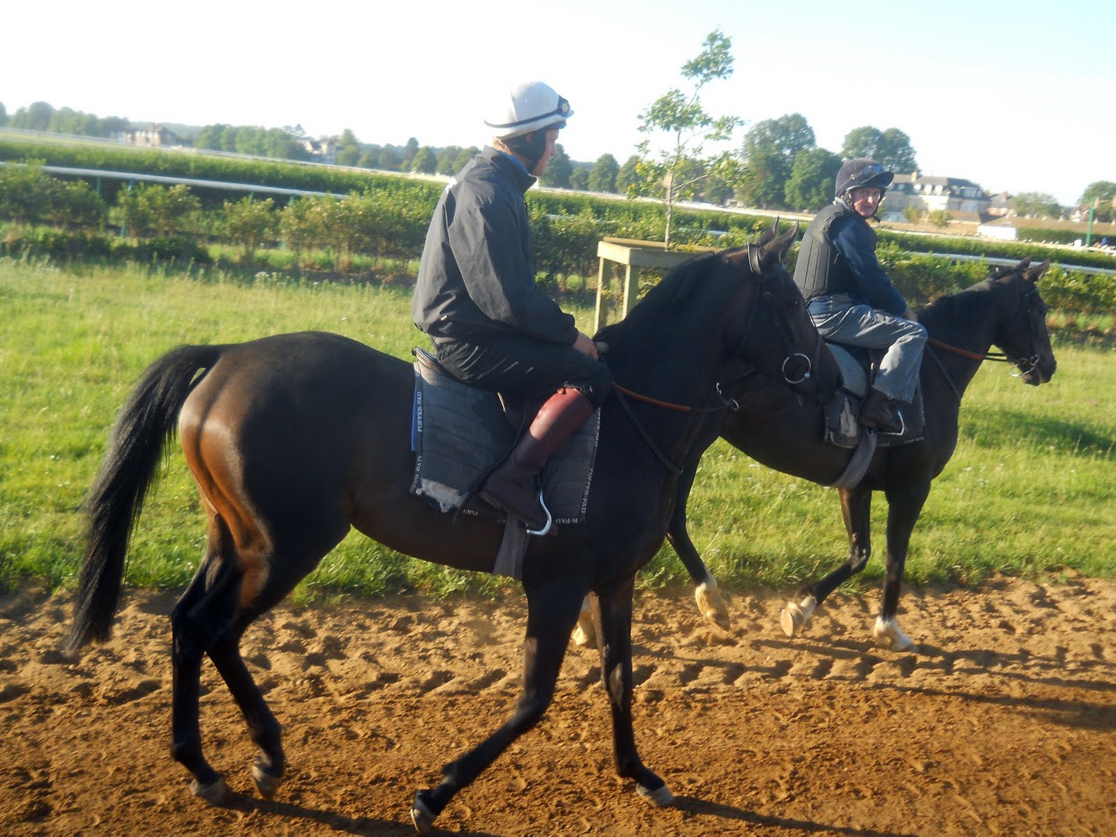 Stable Life Special horses