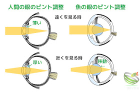 眼のピント調整