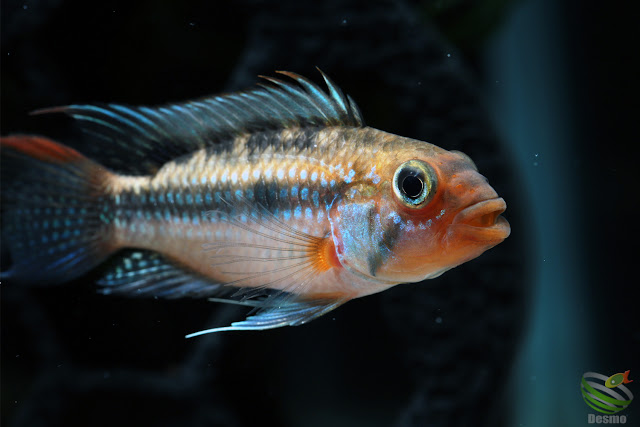 Apistogramma sp. cruzeiro (A. sp. jurua emearald)