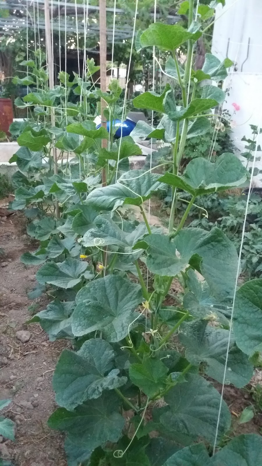 How to Grow Cucumber, Easy Different Tips to Grow Cucumber Everything