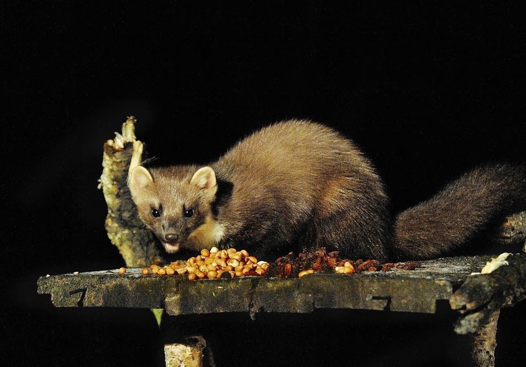 куница питание