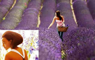 Lavender Flowers Farming Business