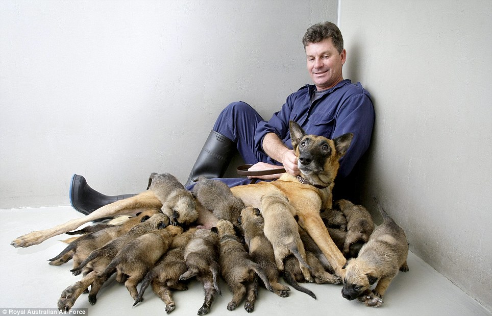 how many puppies are in an average litter desexing or neutering pros cons australian lover how many puppies are in an average litter desexing or neutering pros cons australian lover