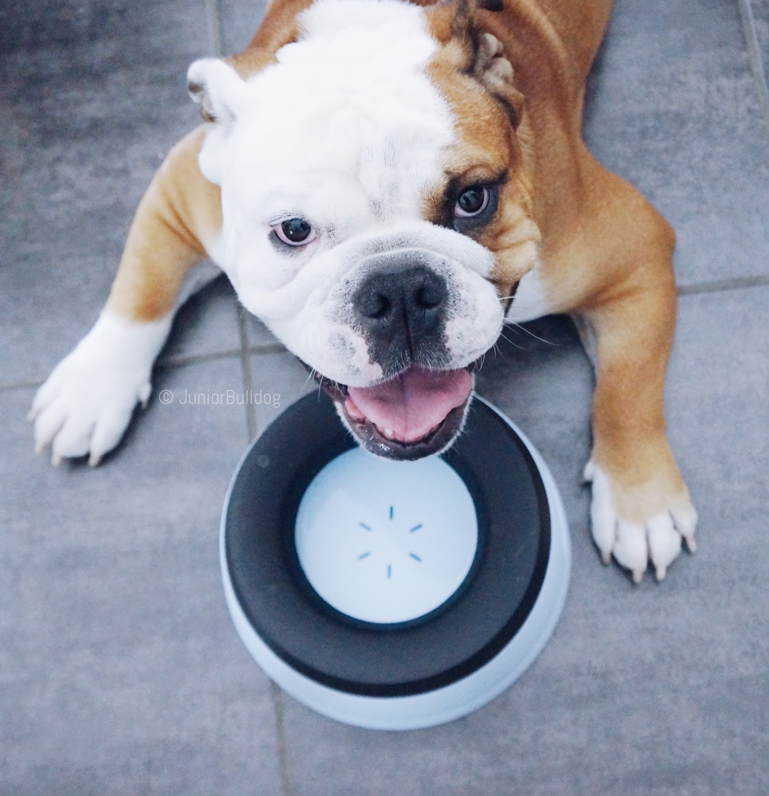 Chien Qui Bave Goutte A Goutte Chien Nouvelles