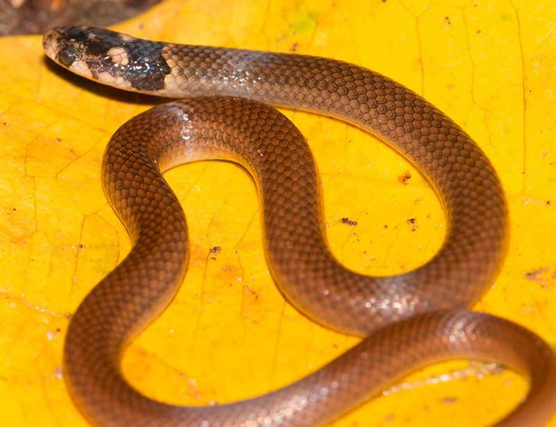 The Herpetology of Trinidad and Tobago June 2016