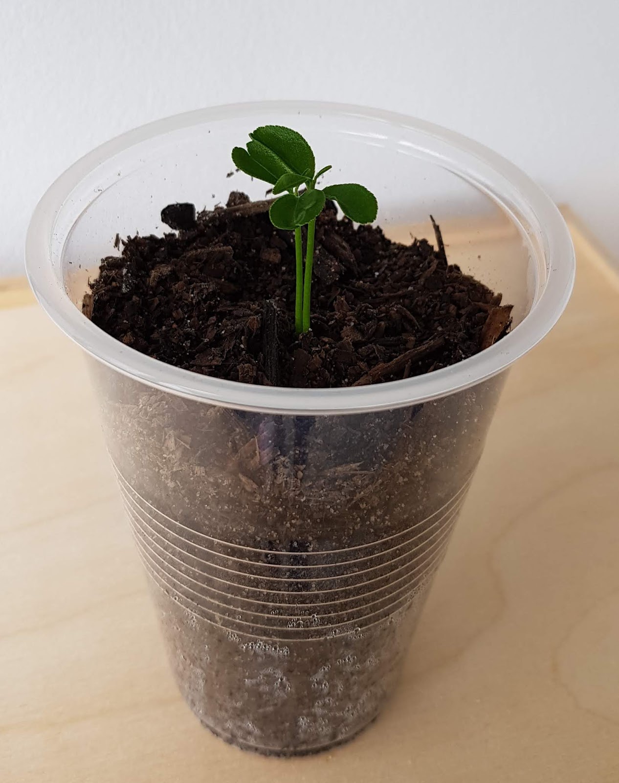 Growing Valencia Orange From Seeds 1st batch