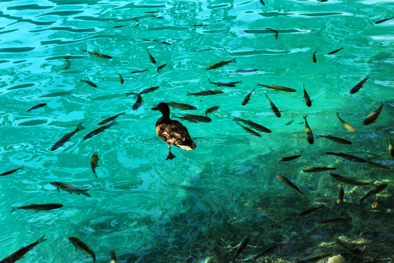 Tilapia Farming April 2016 tilapia-farming-april-2016