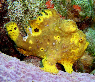 Antennarius multiocellatus Antennarius multiocellatus