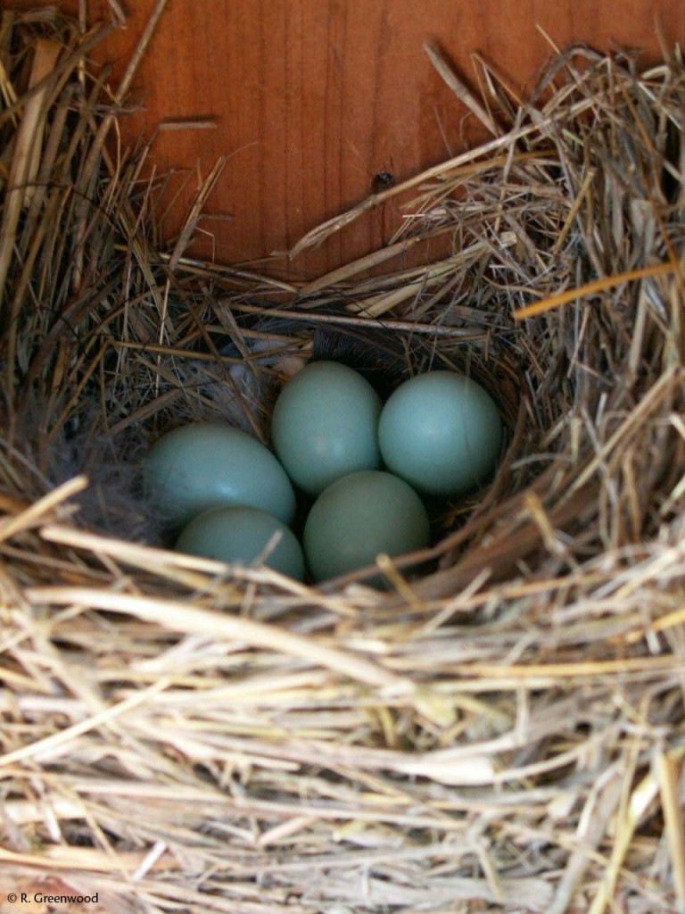Bird In Everything: Eastern Bluebird Nest