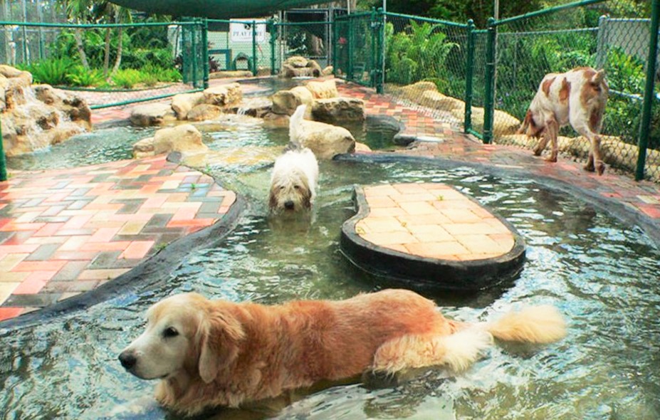Top Dog Pet Resort Reviews WORLDeTALK
