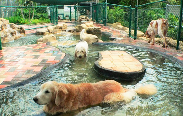 Top Dog Pet Resort Reviews Top Dog Pet Resort Reviews