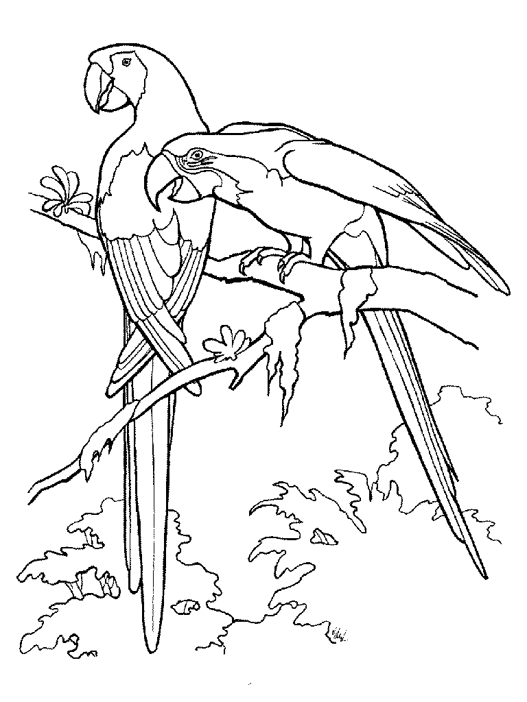 australian bird coloring pages - photo #30
