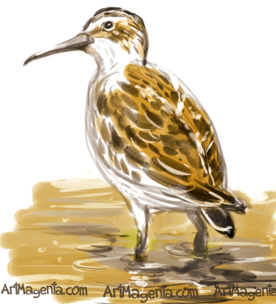 Broad-billed Sandpiper sketch painting. Bird art drawing by illustrator Artmagenta