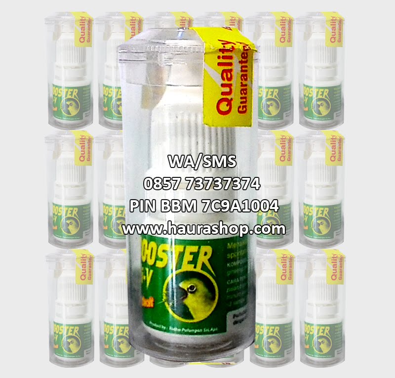 Cara Membuat Minuman Doping Untuk Pleci Info Kesehatan