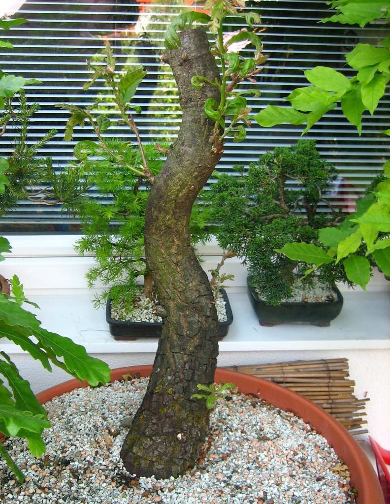 Maros Bonsai Blog Letné kopanie yamadori dubov/ Summer collecting of yamdori Quercus