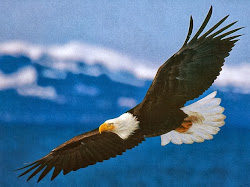 bird birds different flying kinds eagle fly eagles catching wings animals air martins flight bald night run american farm chickens