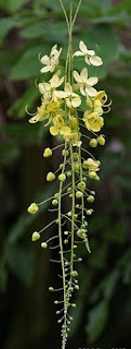 Cassia fistula Bahava