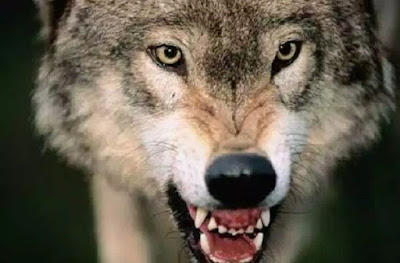 Fakta-Fakta Menarik dan Sejarah tentang Serigala abu-abu