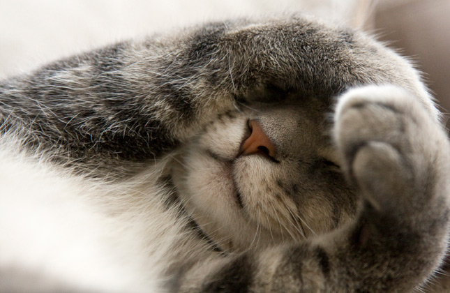 Cats Body Language in Health Condition Cats Body Language in Health Condition