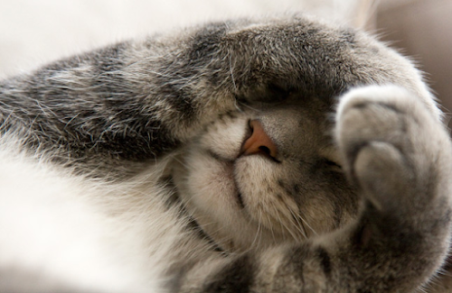 How Cats Body Language Shows Their Health Condition How Cats Body Language Shows Their Health Condition