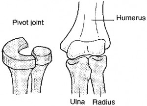 Our Skeletal System