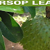 A Helpful And Natural Way To Cure Diabetes With The Benefits Of Soursop Leaves!