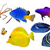 Peixes Mais Bonitos do Mundo - Aquário Marinho