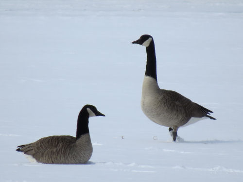 Canada geese