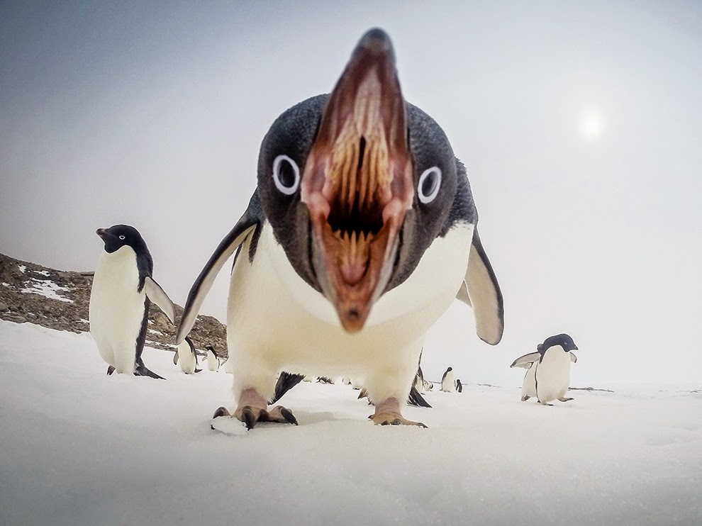 Neurodojo nature wants to eat you
