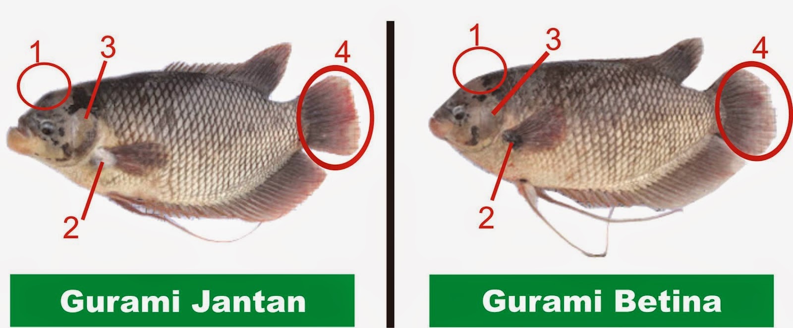 Ciri-ciri Ikan Jantan: Perbedaan Ikan Jantan Dan Ikan Betina
