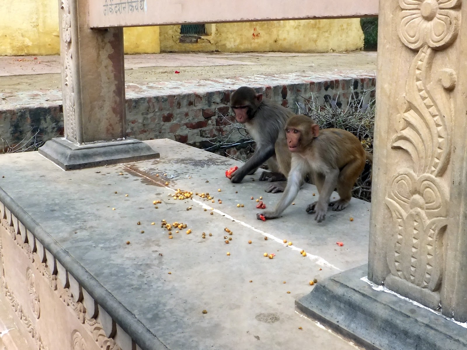 обезьяны подбирают еду в храме