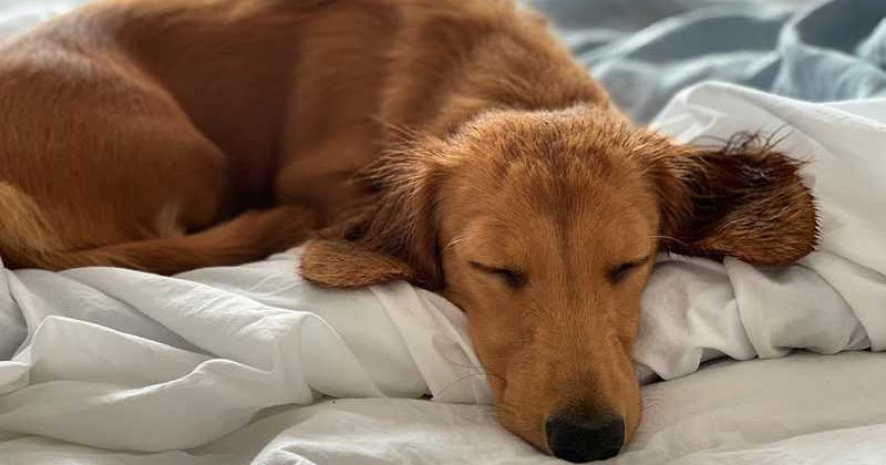 what to feed a dog with giardia