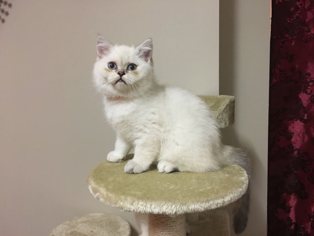 Kuwait Cats And Kittens Sales And Adoption Kuwait Kittens And Cats