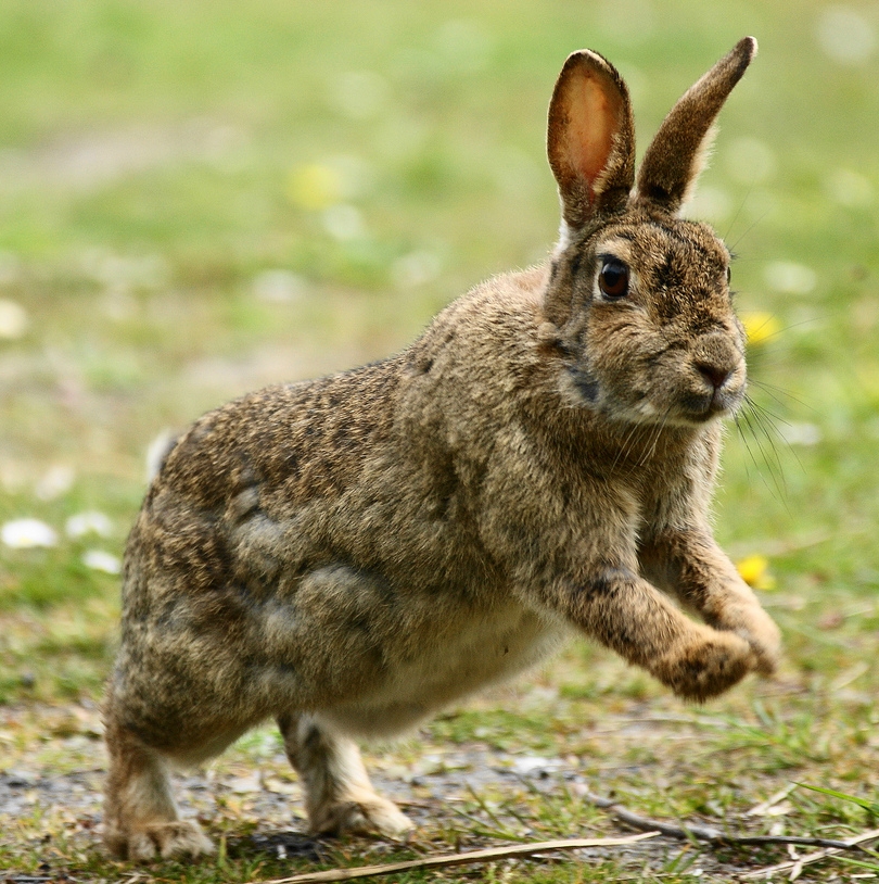 SeanLow: European rabbit gesture study