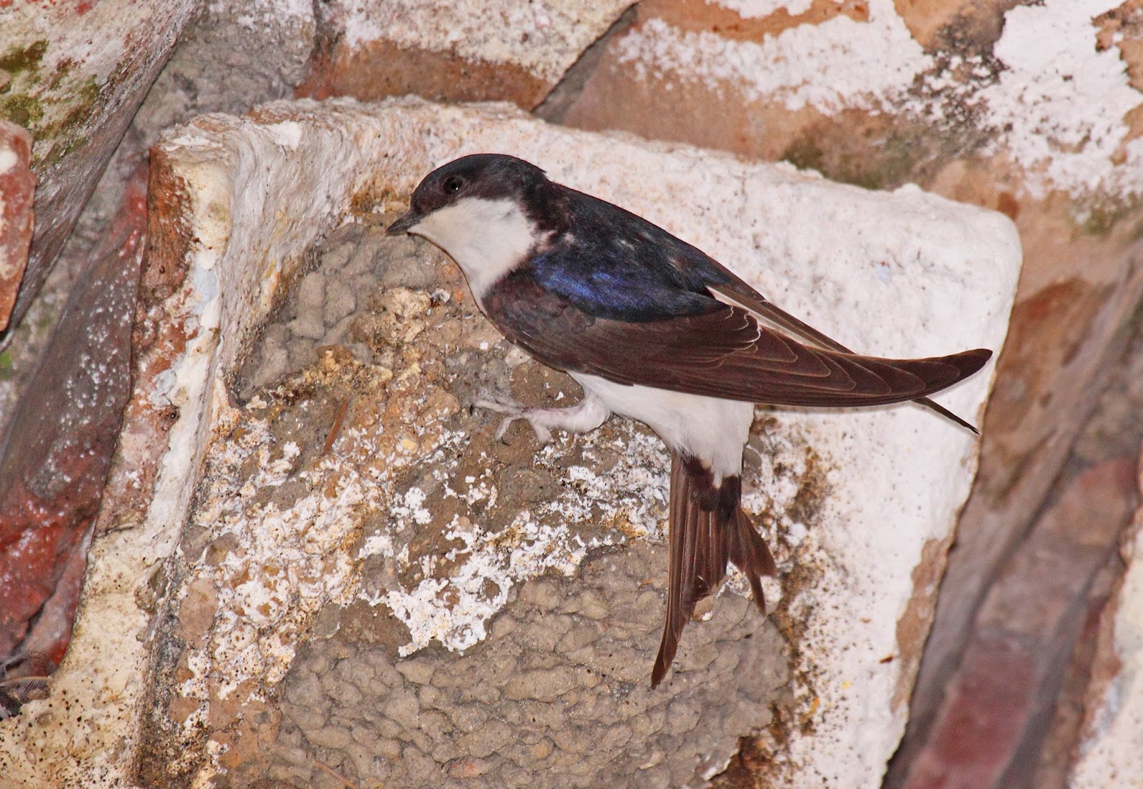 Servicio africano golondrina Servicio africano golondrina