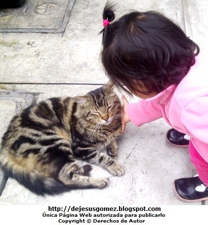 Gato dócil Foto de un gato siendo acariciado por una pequeña por Jesus Gómez