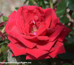 kashmir elegance easy musings garden