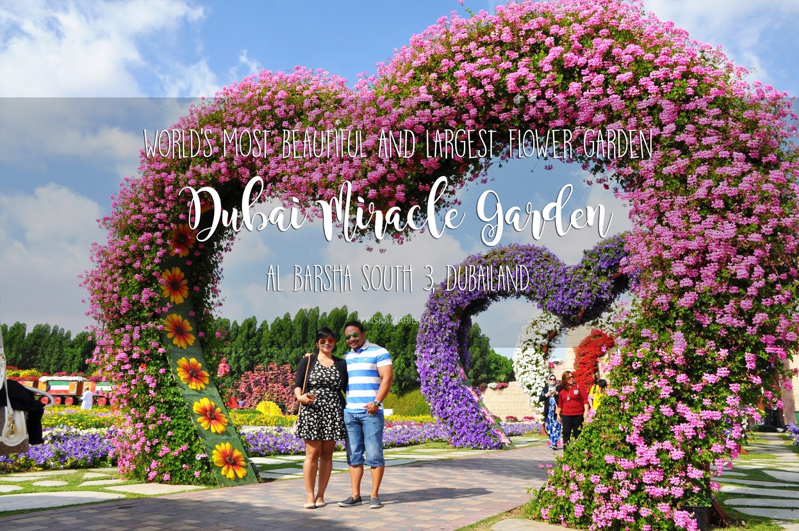 Dubai Miracle Garden 2016 A Desert Oasis Of 45 Million Flowers World Travel Adventurers Miracle Garden Million Flowers Flowers