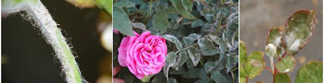 powdery mildew on rose