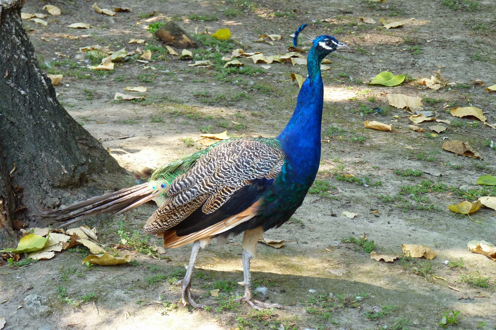 Parque Ornitológico de los Pinos en Plasencia. Parque Ornitológico de los Pinos en Plasencia.
