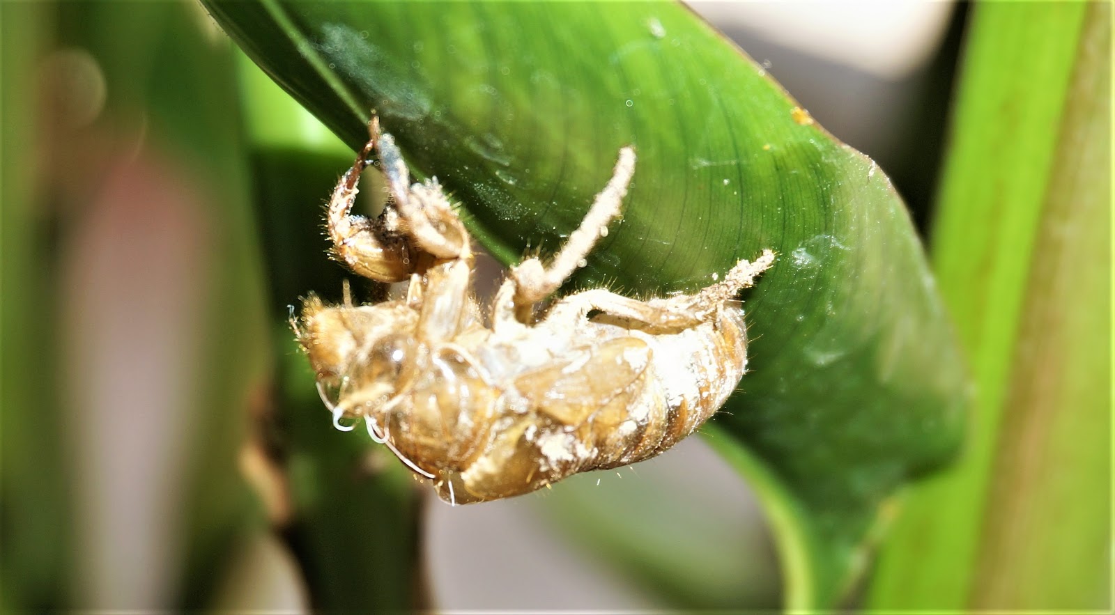 gut-loading-crickets-2.jpg
