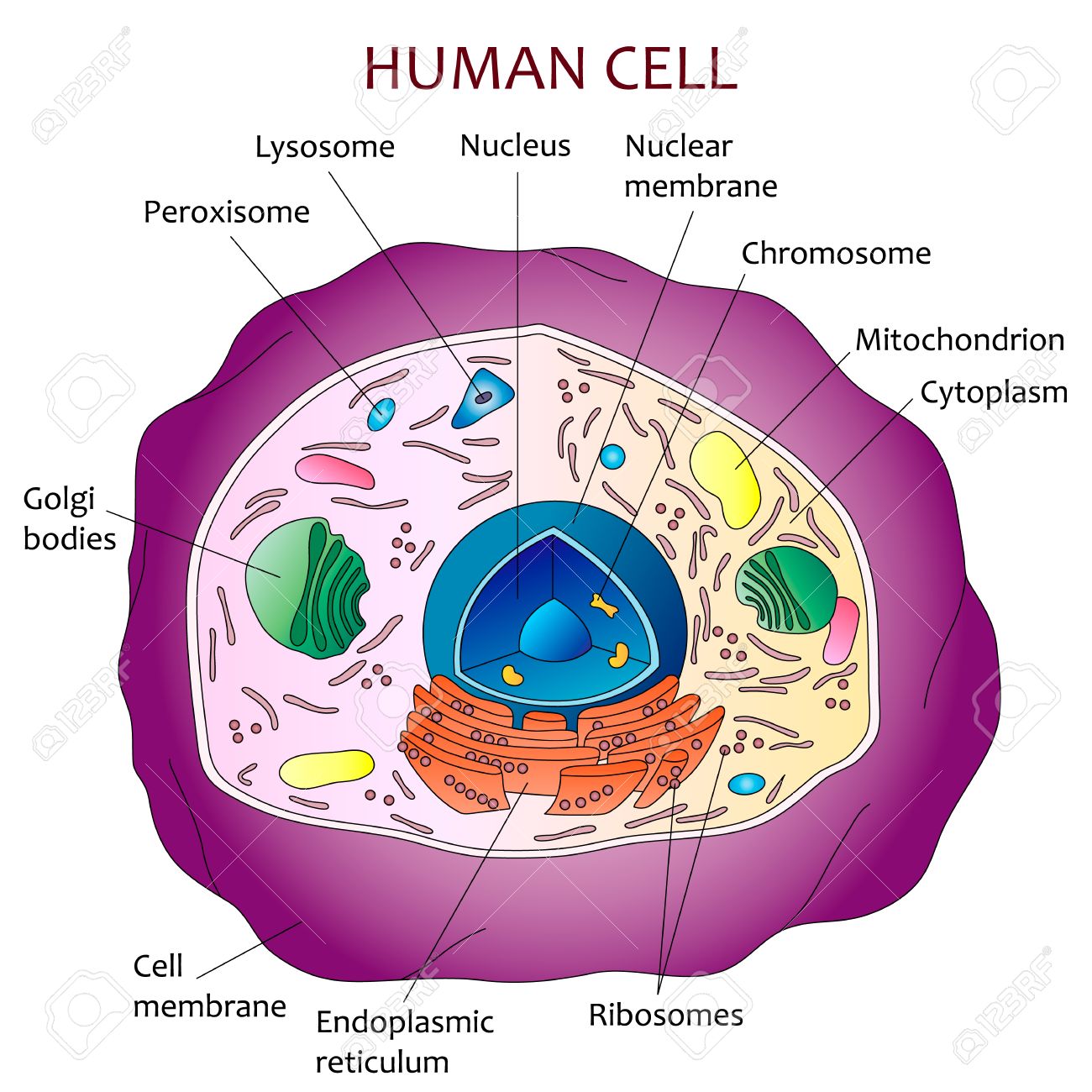 Human Cell Anatomy Hot Sex Picture Human Cell Anatomy Hot Sex Picture