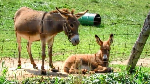 Mother Donkey and child or foal