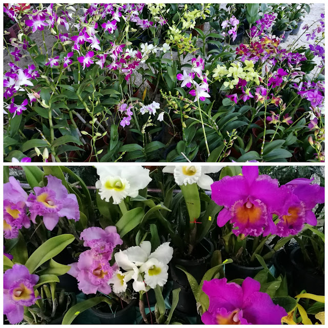 Pesta Orkid Flora Herba