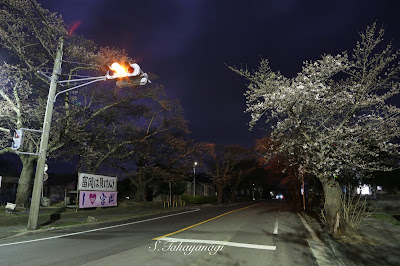 福島県　富岡町　夜ノ森　桜並木