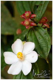 Melastomataceae flower